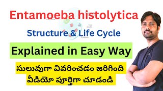 Entamoeba histolytica Structure and Life cycle [upl. by Nnylodnewg175]