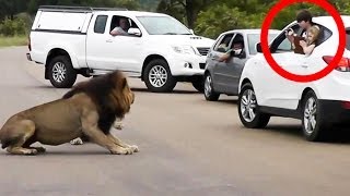 Lion Shows Tourists Why You Must Stay Inside Your Car  Latest Wildlife Sightings [upl. by Anehsak]