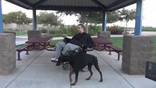 EUROPEAN  DOBERMAN PINSCHER Phoenix AZ  PHARAOH  DOG TRAINING [upl. by Aerda]