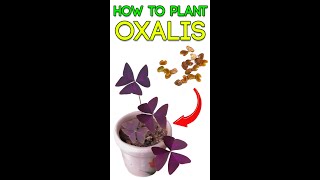 HOW TO 🌿GROW 🌿OXALIS TRIANGULARIES🌸 [upl. by Gelhar]