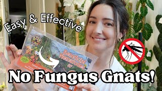 The BEST way to get RID of Fungus Gnats STOP using BTI 🦟🚫 [upl. by Rehtaef]