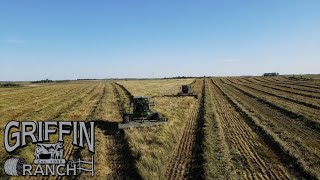 Cutting Hay Barley And Oats [upl. by Farwell]