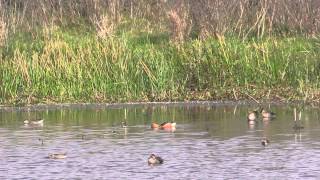 Fulvous Whistling Duck [upl. by Aivekal]