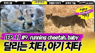 Cheetah  Wildlife in Serengeti EP01 09 달리는 사냥꾼 치타 귀여운 아기 치타 [upl. by Kingsley]