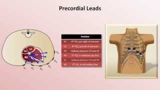 Intro to EKG Interpretation  EKG Leads [upl. by Pain940]