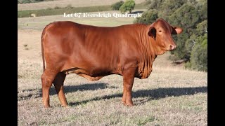 Lot 67 Eversleigh Quadruple PH D4 [upl. by Tice699]