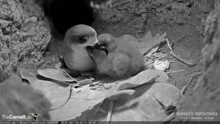 Male Adult Petrel Feeding Bermuda Petrel Nestling 3 March 2017 [upl. by Laucsap]