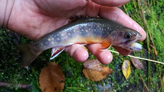 SC Small Stream Fly Fishing  1082024 [upl. by Edyak911]