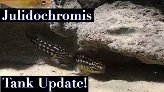 Julidochromis Tank Update [upl. by Galloway]