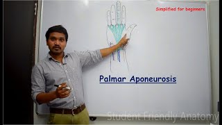 Anatomy of Palmar aponeurosis  Simplified for beginners [upl. by Nakada387]