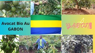 🇬🇦🇬🇦VOICI COMMENT PLANTER LES AVOCATIER BIO ET GREFFÉ AU GABON [upl. by Nelsen474]