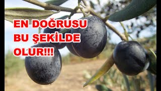 Polyesterde Taş Baskı Gemlik Sofralık Siyah Zeytin Nasıl Yapılır [upl. by Atilek]