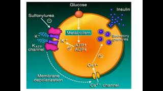 Anti Diabetic pharma 4thpart 2by Farhad Ullah [upl. by Mccutcheon]