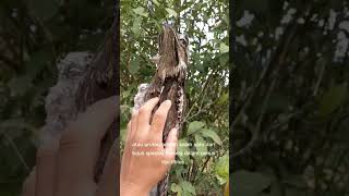 Nyctibius griseus atau burung urutau [upl. by Ariat]