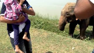 Elephant Attack In Sri Lanka [upl. by Stier]