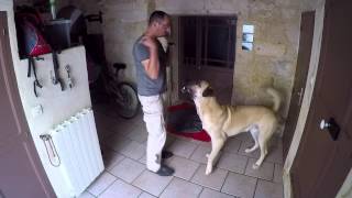 Kangal Pacha AGN Berger DAnatolie Education Canine [upl. by Nottus29]