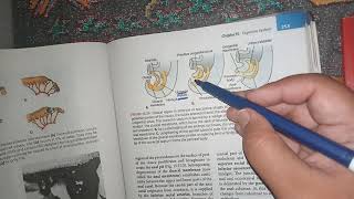 Development of Hindgut [upl. by Mellar]