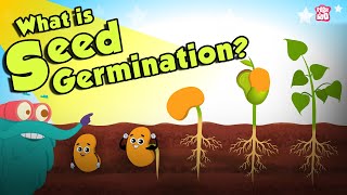 What Is Seed Germination  SEED GERMINATION  Plant Germination  Dr Binocs Show  Peekaboo Kidz [upl. by Anitsuga]