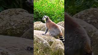 nature  lemur  animal  forest  beautiful scenery  relaxing clip  PT 5  EP 3  🏞️🌄🤩😍🥰❤️💕 [upl. by Adnawt219]