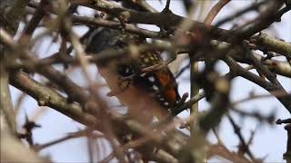 Spotted Pardalote call [upl. by Ula902]