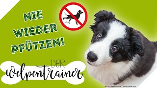 Nie wieder Pfützen 🐕 Hilfreiche Tipps zur Stubenreinheit  Der Welpentrainer  sixx [upl. by Ahswat206]