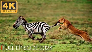 AMAZING NATURE  Run to survive  Nature Animal Documentary [upl. by Pickett]