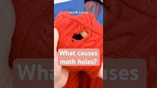 Moth Larvae Cause Moth Holes  How To Prevent This diy mothholes sweatercare [upl. by Eigroeg]