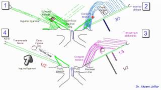 Anatomy of the inguinal region simplified [upl. by Riada]