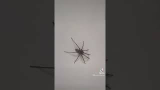 Giant Spiders of the UK  British House Spider [upl. by Sueahccaz666]