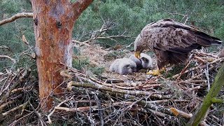 1820 dzień życia bielików w Woziwodzie  1820 day of life of the Whitetailed eagles in Woziwoda [upl. by Anitrebla]