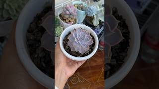 Lilacina o Crispate Beauty 🍀 succulents cactusysuculentas echeverias plants suculentasconamor [upl. by Darrej]