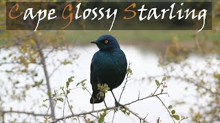 Cape Glossy Starling Bird Call Kruger National Park  Stories Of The Kruger [upl. by Nosnor924]