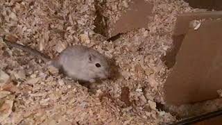 Hello little gerbils D [upl. by Lamahj492]