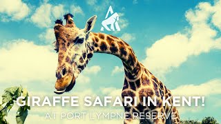 Giraffe Safari at Port Lympne Reserve [upl. by Graybill20]