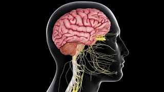 Physiology  CNS  Motor  lecture 1  Stretch Reflex  DrNagi  Arabic [upl. by Schifra]