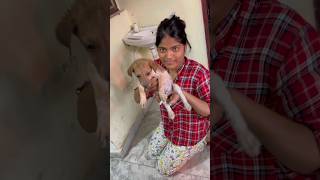 Puppy ka ilaj ho gaya 🥹 vlog 177 tranding minivloging [upl. by Chappie]