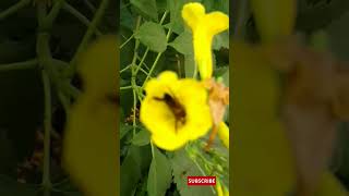 टेकोमा स्टैन्स फूलों पर मधुमक्खियाँ  Honey bees on Tecoma stans flowers nature shorts ytshorts [upl. by Atileda]