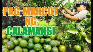 CALAMANSI EPISODE 4 PAGMARCOT NG CALAMANSI [upl. by Evie]