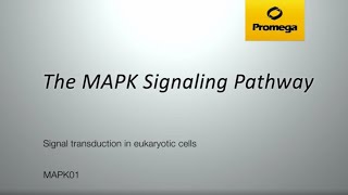 The MAPK Signaling Pathway [upl. by Emelda]