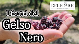 Frutti antichi il GELSO NERO o 𝑀𝑜𝑟𝑢𝑠 𝑛𝑖𝑔𝑟𝑎 [upl. by Hosfmann]