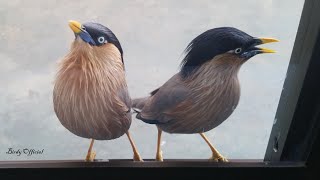 Bird SoundsCalls  MynaStarling Bird Sounds  Noises [upl. by Sergo]