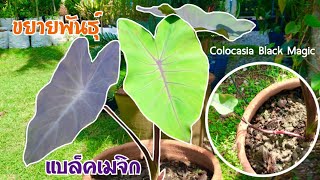 วิธีขยายพันธุ์บอนดำแบล็คเมจิจากไหล  โคโลคาเซีย  Colocasia Black Magic [upl. by Odnalor448]