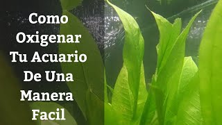 🔵 Como Oxigenar Tu Acuario O Pecera De Una Manera Facil Acuarios MB [upl. by Sindee]