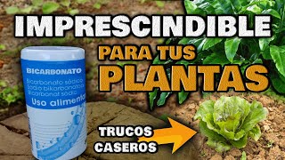 ELIMINA las PLAGAS y los HONGOS de tus PLANTAS  INSECTICIDA CASERO [upl. by Nylidam]