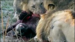 Battle of Enemies  Lions Kills And Eats Hyena… [upl. by Ayotol228]