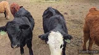 Pregnancy Testing Cows [upl. by Brendis]