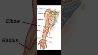 Anatomy of upper limb RadiusUlna humerus shorts viralshorts trandingshorts humerus radius [upl. by Chuch]