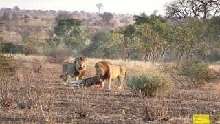 Zebra Trying To Give Birth  Watch What Happens Next In Nature [upl. by Heisel]