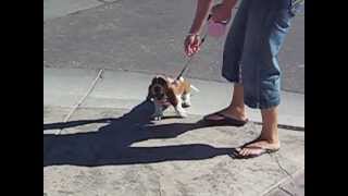 Taking our basset hound puppy on her first walk [upl. by Aerdua]