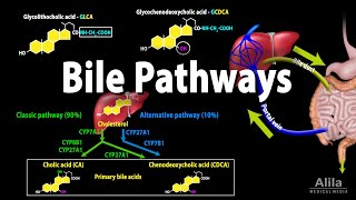 Bile Pathways and the Enterohepatic Circulation Animation [upl. by Netsirc]